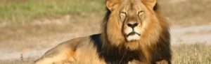 US dentist Walter Palmer, who killed Zimbabwe's famous Cecil the lion in July