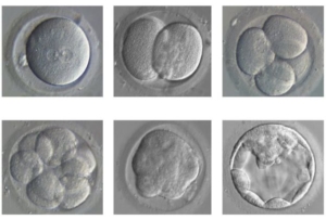 The embryo divides and develops from a single fertilised egg (top left) to a blastocyst (bottom right)